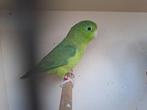 Oogring forpus, Dieren en Toebehoren, Vogels | Parkieten en Papegaaien, Tam