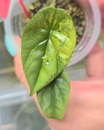 Alocasia Sinuata variegata  beschikbaar voor biedingen