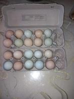 Kippen Broed eieren, Enlèvement, Comme neuf