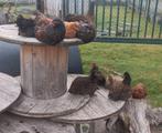 Jonge kippen, Dieren en Toebehoren, Pluimvee, Meerdere dieren, Kip