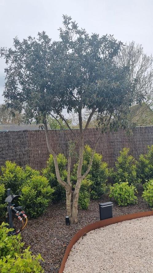 Quercus Ilex ( steeneik), Tuin en Terras, Planten | Bomen, In pot, Ophalen of Verzenden