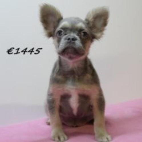 Franse Bulldog Fluffy pups te koop, Dieren en Toebehoren, Honden | Chihuahua's en Gezelschapshonden, Meerdere dieren, Overige rassen