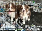Mini aussie reu, Dieren en Toebehoren, Honden | Herdershonden en Veedrijvers, België, Reu, CDV (hondenziekte), 8 tot 15 weken