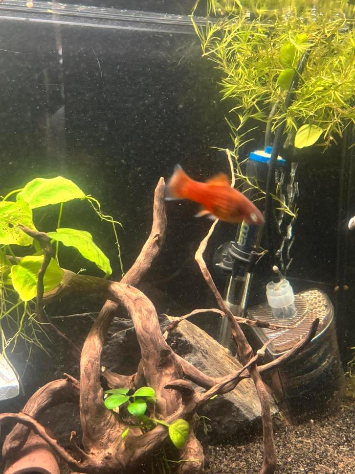 Kweekgroepjes platy – molly – guppy, Dieren en Toebehoren, Vissen | Aquariumvissen, Zoetwatervis, Vis, Schoolvis