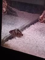 Zebra cichliden  drie stuks 10 eur, Dieren en Toebehoren, Vissen | Aquariumvissen