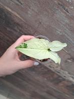 Syngonium albo variegata nr 55, Ophalen