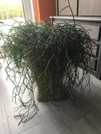 2 Plantenstaanders riet, Ophalen, Gebruikt