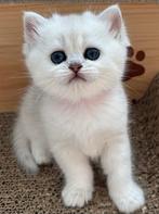 Brits korthaar kittens, Dieren en Toebehoren, Poes, Gechipt