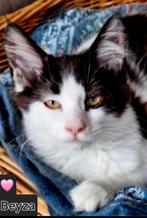 Mainecoon, Dieren en Toebehoren, Katten en Kittens | Raskatten | Langhaar, Poes, Gechipt, 0 tot 2 jaar