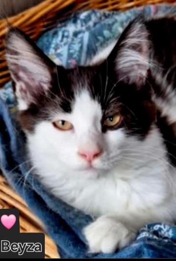 Mainecoon  beschikbaar voor biedingen