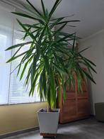 Splendide Yucca, Ophalen, Yucca