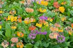 Primula bullesiana vaste plant, Tuin en Terras, Planten | Tuinplanten, Ophalen, Vaste plant