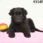 Berger Allemand (noir&feu - noir) - chiots belges à vendre, Commerçant, 8 à 15 semaines, Plusieurs, Parvovirose