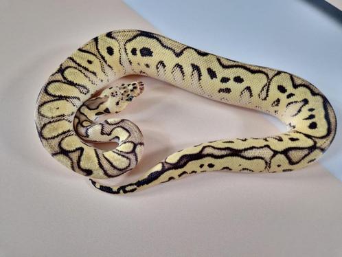 Pastel Yb Clown het Pied koningspython vrouw, Dieren en Toebehoren, Reptielen en Amfibieën, Slang, 0 tot 2 jaar, Tam