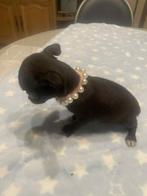 Chihuahua-pups mooi mini raszuiver zeer mooi kleintjes !, Dieren en Toebehoren, België, Fokker | Hobbymatig, 8 tot 15 weken, CDV (hondenziekte)