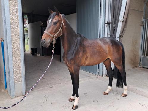 Bloedmooi dressuurpaard 5 jaar - ruin, Dieren en Toebehoren, Paarden, Ruin, Zadelmak, 160 tot 165 cm, 3 tot 6 jaar, Dressuurpaard