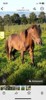 Minipaard hengst, Dieren en Toebehoren, Pony's, Hengst