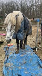 Bomproof projectpaard, Dieren en Toebehoren, Paarden, Minder dan 160 cm, B, Ruin, 3 tot 6 jaar