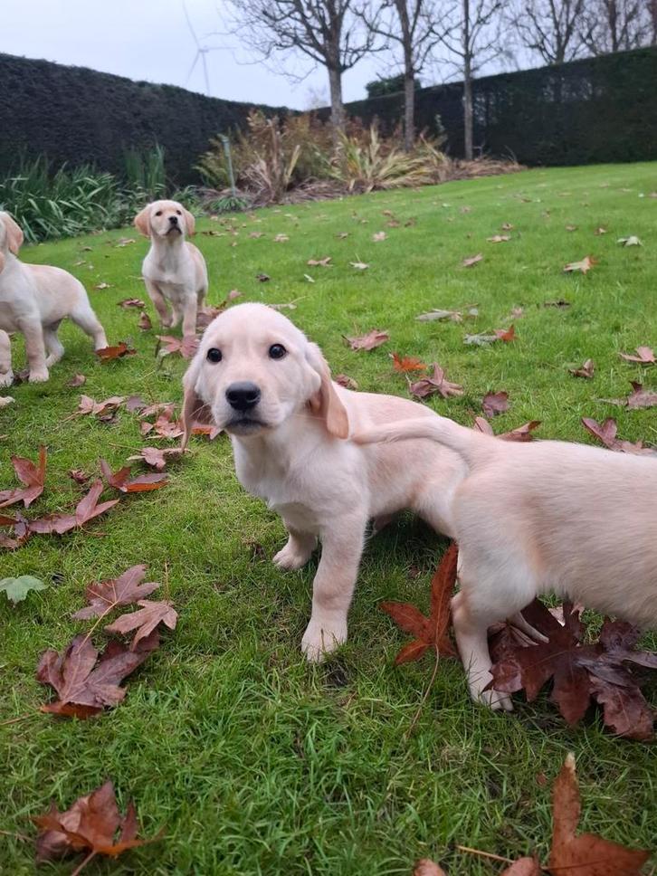 Goldador pups, Dieren en Toebehoren, Honden | Retrievers, Spaniëls en Waterhonden, Teef, Golden retriever, Fokker | Professioneel