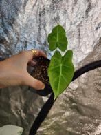 Alocasia frydek gog, Huis en Inrichting, Kamerplanten, Ophalen of Verzenden