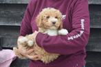 Poedel pups mooi klein blijvend, Dieren en Toebehoren, Poedel, België, 8 tot 15 weken, CDV (hondenziekte)