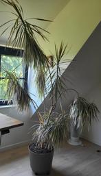 Dracaena Marginata - grote plant, Huis en Inrichting, Kamerplanten, Ophalen