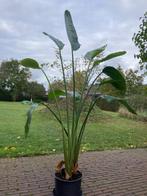 kamerplant Strelitzia Nicolai, Palm, In pot, 150 tot 200 cm, Halfschaduw