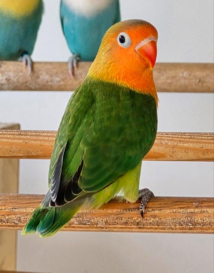 Wildkleur/blauw//Dilute Fischeri, Dieren en Toebehoren, Vogels | Parkieten en Papegaaien, Dwergpapegaai of Agapornis, Geslacht onbekend