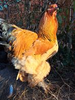 Brahma hanen buff zwartcolombia, buff blauwcolombia en zwart, Animaux & Accessoires, Volatiles, Mâle, Poule ou poulet