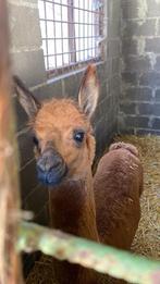 Alpaca, Dieren en Toebehoren, Schapen, Geiten en Varkens, Mannelijk, 0 tot 2 jaar