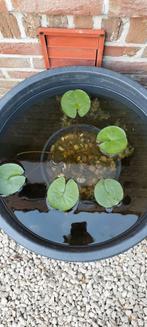 Waterlelie, Tuin en Terras, Ophalen, Zo goed als nieuw