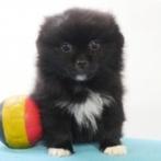 Keesje X Pekingees (kruising) Belgische pup te koop, Dieren en Toebehoren, België, CDV (hondenziekte), 8 tot 15 weken, Eén hond