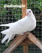 🕊 Witte duiven 🕊, Autres espèces