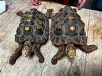 Tortue charbonnière couple (17ans ), Animaux & Accessoires