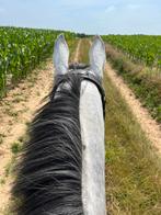 Wandelingen omstreek lennik te paard of naast het paard, Dieren en Toebehoren, Paarden