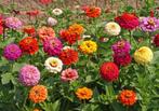 Zinnia, Ophalen