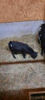 dwerggeitje, Dieren en Toebehoren, Vrouwelijk, Geit, 0 tot 2 jaar