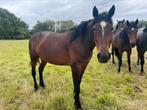 Draagmerries te koop, Merrie, Gechipt, Niet van toepassing, 3 tot 6 jaar