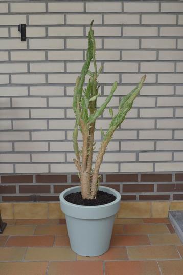 Grote cactus in pot beschikbaar voor biedingen