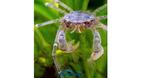 Thai Dwarf Spider krabben zeldzaam zoetwater krab aquarium, Dieren en Toebehoren, Kreeft, Krab of Garnaal, Zoetwatervis, Schoolvis