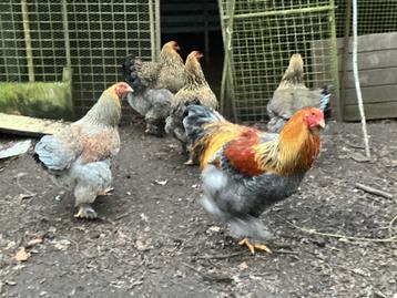 Brahma hennen beschikbaar voor biedingen