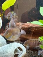 T-bar sajica volwassen bewezen koppels., Dieren en Toebehoren, Vissen | Aquariumvissen