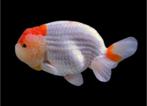 Zoek naar ranchu, Dieren en Toebehoren, Vissen | Aquariumvissen