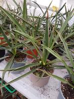 yucca carnerosana, Jardin & Terrasse, Enlèvement, Hiver