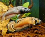 Wilde Betta Macrostoma Mannen, Dieren en Toebehoren, Vis, Zoetwatervis