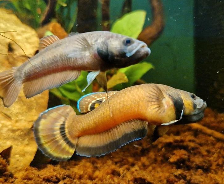 Wilde Betta Macrostoma Mannen, Dieren en Toebehoren, Vissen | Aquariumvissen, Zoetwatervis, Vis