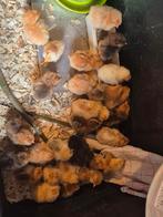 Kuikens te koop, Dieren en Toebehoren, Meerdere dieren, Kip