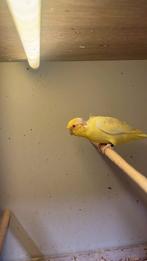 Forpus lutino pop, Dieren en Toebehoren