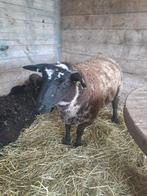 Bel agneau noir et bleu âgé de 4 mois, Mouton, Femelle, 0 à 2 ans
