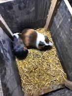 Jong cavia beertje, Novembre, Mâle, Cobaye